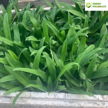 Cây bao tử Linh chi thảo - hỗ trợ viêm loét dạ dày, Hp, giá 50.000đ 6