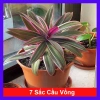 Cây Bảy Sắc Cầu Vồng - Cây Cảnh Để Bàn Giá Ưu Đãi 15.000 VNĐ, Thêm Sắc Màu Sống Động, Dễ Trồng