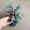 Cây Bảy Sắc Cầu Vồng - Cây Cảnh Để Bàn Giá Ưu Đãi 15.000 VNĐ, Thêm Sắc Màu Sống Động, Dễ Trồng 7