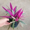 Cây Bảy Sắc Cầu Vồng - Cây Cảnh Để Bàn Giá Ưu Đãi 15.000 VNĐ, Thêm Sắc Màu Sống Động, Dễ Trồng 8