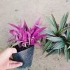 Cây Bảy Sắc Cầu Vồng - Cây Cảnh Để Bàn Giá Ưu Đãi 15.000 VNĐ, Thêm Sắc Màu Sống Động, Dễ Trồng 9