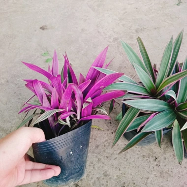 Cây Bảy Sắc Cầu Vồng - Cây Cảnh Để Bàn Giá Ưu Đãi 15.000 VNĐ, Thêm Sắc Màu Sống Động, Dễ Trồng 9 Cây Bảy Sắc Cầu Vồng - Cây Cảnh Để Bàn Giá Ưu Đãi 15.000 VNĐ, Thêm Sắc Màu Sống Động, Dễ Trồng 9