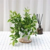 Cây Bình An Để Bàn - Thanh Lọc Không Khí, Tiệm Cây Xanh Lá, Giá 85.000 VNĐ