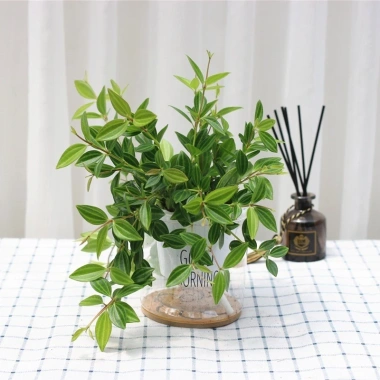 Cây Bình An Để Bàn - Thanh Lọc Không Khí, Tiệm Cây Xanh Lá, Giá 85.000 VNĐ Cây Bình An Để Bàn - Thanh Lọc Không Khí, Tiệm Cây Xanh Lá, Giá 85.000 VNĐ