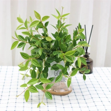 Cây Bình An Để Bàn - Thanh Lọc Không Khí, Tiệm Cây Xanh Lá, Giá 85.000 VNĐ 2 Cây Bình An Để Bàn - Thanh Lọc Không Khí, Tiệm Cây Xanh Lá, Giá 85.000 VNĐ 2