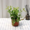Cây Bình An Để Bàn - Thanh Lọc Không Khí, Tiệm Cây Xanh Lá, Giá 85.000 VNĐ 3
