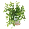 Cây Bình An Để Bàn - Thanh Lọc Không Khí, Tiệm Cây Xanh Lá, Giá 85.000 VNĐ 5