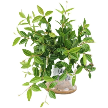 Cây Bình An Để Bàn - Thanh Lọc Không Khí, Tiệm Cây Xanh Lá, Giá 85.000 VNĐ 5 Cây Bình An Để Bàn - Thanh Lọc Không Khí, Tiệm Cây Xanh Lá, Giá 85.000 VNĐ 5