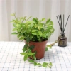 Cây Bình An Để Bàn - Thanh Lọc Không Khí, Tiệm Cây Xanh Lá, Giá 85.000 VNĐ 6
