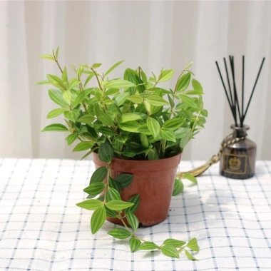 Cây Bình An Để Bàn - Thanh Lọc Không Khí, Tiệm Cây Xanh Lá, Giá 85.000 VNĐ 6 Cây Bình An Để Bàn - Thanh Lọc Không Khí, Tiệm Cây Xanh Lá, Giá 85.000 VNĐ 6