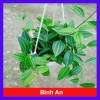 Cây Bình An treo chậu – cây xanh nội thất phong thủy, chỉ 45.000₫ giảm từ 55.350₫