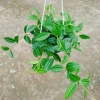 Cây Bình An treo chậu – cây xanh nội thất phong thủy, chỉ 45.000₫ giảm từ 55.350₫ 2