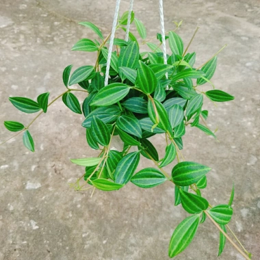 Cây Bình An treo chậu – cây xanh nội thất phong thủy, chỉ 45.000₫ giảm từ 55.350₫