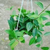 Cây Bình An treo chậu – cây xanh nội thất phong thủy, chỉ 45.000₫ giảm từ 55.350₫ 3