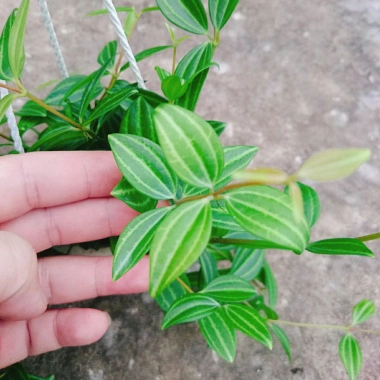 Cây Bình An treo chậu – cây xanh nội thất phong thủy, chỉ 45.000₫ giảm từ 55.350₫