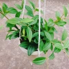 Cây Bình An treo chậu – cây xanh nội thất phong thủy, chỉ 45.000₫ giảm từ 55.350₫ 6