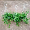 Cây Bình An treo chậu – cây xanh nội thất phong thủy, chỉ 45.000₫ giảm từ 55.350₫ 7