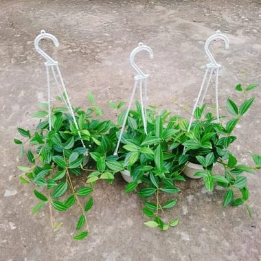 Cây Bình An treo chậu – cây xanh nội thất phong thủy, chỉ 45.000₫ giảm từ 55.350₫