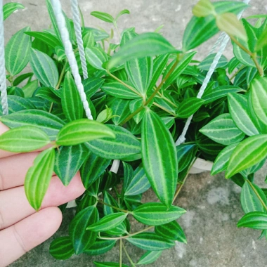 Cây Bình An treo chậu – cây xanh nội thất phong thủy, chỉ 45.000₫ giảm từ 55.350₫