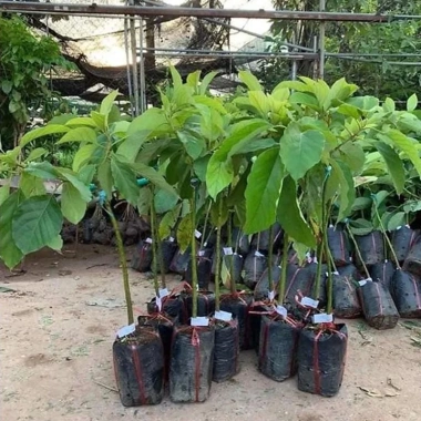 Cây bơ sáp 034 siêu quả - trái sớm, năng suất cao, giá chỉ 52.000 VND