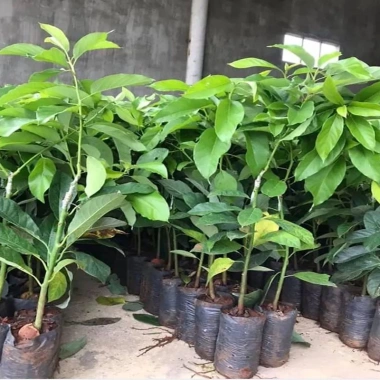 Cây bơ sáp 034 siêu quả - trái sớm, năng suất cao, giá chỉ 52.000 VND