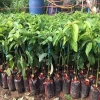 Cây bơ sáp 034 siêu quả - trái sớm, năng suất cao, giá chỉ 52.000 VND 4