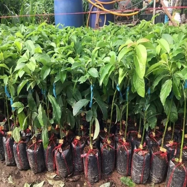 Cây bơ sáp 034 siêu quả - trái sớm, năng suất cao, giá chỉ 52.000 VND