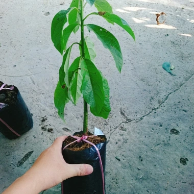 Cây bơ sáp 034 siêu quả - trái sớm, năng suất cao, giá chỉ 52.000 VND