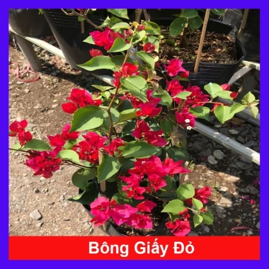 Cây bông giấy đỏ - Cây cảnh sân vườn, giá ưu đãi 29.000đ, trang trí sân vườn sinh động