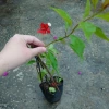 Cây bông giấy đỏ - Cây cảnh sân vườn, giá ưu đãi 29.000đ, trang trí sân vườn sinh động 2