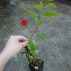 Cây bông giấy đỏ - Cây cảnh sân vườn, giá ưu đãi 29.000đ, trang trí sân vườn sinh động 3