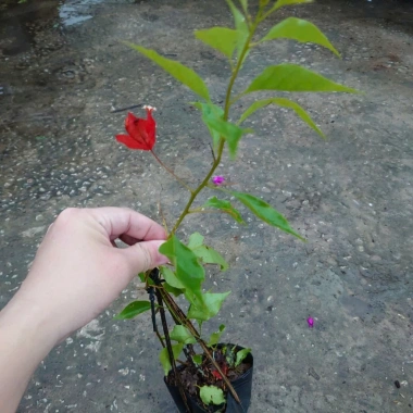 Cây bông giấy đỏ - Cây cảnh sân vườn, giá ưu đãi 29.000đ, trang trí sân vườn sinh động 3 Cây bông giấy đỏ - Cây cảnh sân vườn, giá ưu đãi 29.000đ, trang trí sân vườn sinh động 3