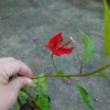 Cây bông giấy đỏ - Cây cảnh sân vườn, giá ưu đãi 29.000đ, trang trí sân vườn sinh động 4