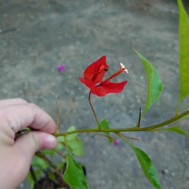 Cây bông giấy đỏ - Cây cảnh sân vườn, giá ưu đãi 29.000đ, trang trí sân vườn sinh động