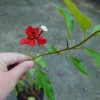 Cây bông giấy đỏ - Cây cảnh sân vườn, giá ưu đãi 29.000đ, trang trí sân vườn sinh động 6