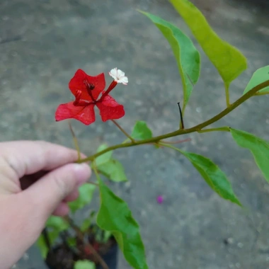 Cây bông giấy đỏ - Cây cảnh sân vườn, giá ưu đãi 29.000đ, trang trí sân vườn sinh động 6 Cây bông giấy đỏ - Cây cảnh sân vườn, giá ưu đãi 29.000đ, trang trí sân vườn sinh động 6