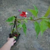 Cây bông giấy đỏ - Cây cảnh sân vườn, giá ưu đãi 29.000đ, trang trí sân vườn sinh động 7