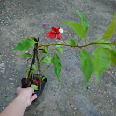 Cây bông giấy đỏ - Cây cảnh sân vườn, giá ưu đãi 29.000đ, trang trí sân vườn sinh động