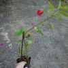 Cây bông giấy đỏ - Cây cảnh sân vườn, giá ưu đãi 29.000đ, trang trí sân vườn sinh động 8