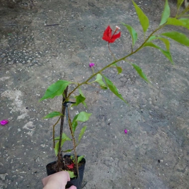 Cây bông giấy đỏ - Cây cảnh sân vườn, giá ưu đãi 29.000đ, trang trí sân vườn sinh động