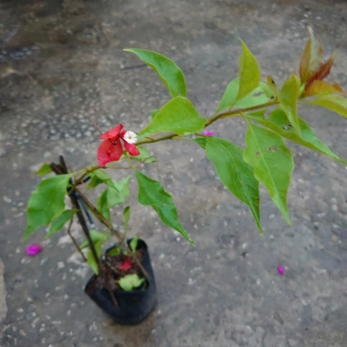 Cây bông giấy đỏ - Cây cảnh sân vườn, giá ưu đãi 29.000đ, trang trí sân vườn sinh động