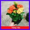 Cây Bông Trang Tàu 2 Màu Vàng Đỏ - Hoa Mẫu Đơn Tàu Giá Chỉ 45.000đ