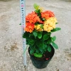 Cây Bông Trang Tàu 2 Màu Vàng Đỏ - Hoa Mẫu Đơn Tàu Giá Chỉ 45.000đ 2