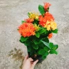 Cây Bông Trang Tàu 2 Màu Vàng Đỏ - Hoa Mẫu Đơn Tàu Giá Chỉ 45.000đ 3