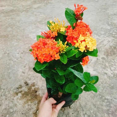 Cây Bông Trang Tàu 2 Màu Vàng Đỏ - Hoa Mẫu Đơn Tàu Giá Chỉ 45.000đ 3