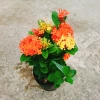 Cây Bông Trang Tàu 2 Màu Vàng Đỏ - Hoa Mẫu Đơn Tàu Giá Chỉ 45.000đ 4