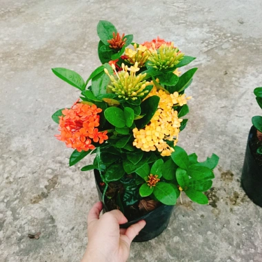 Cây Bông Trang Tàu 2 Màu Vàng Đỏ - Hoa Mẫu Đơn Tàu Giá Chỉ 45.000đ 5