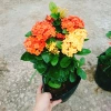 Cây Bông Trang Tàu 2 Màu Vàng Đỏ - Hoa Mẫu Đơn Tàu Giá Chỉ 45.000đ 6