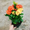Cây Bông Trang Tàu 2 Màu Vàng Đỏ - Hoa Mẫu Đơn Tàu Giá Chỉ 45.000đ 7