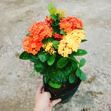 Cây Bông Trang Tàu 2 Màu Vàng Đỏ - Hoa Mẫu Đơn Tàu Giá Chỉ 45.000đ 7
